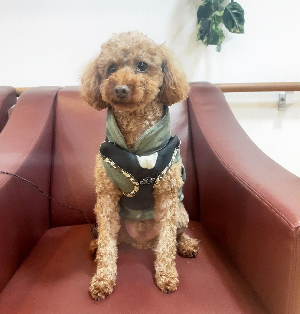看板犬「コロ」